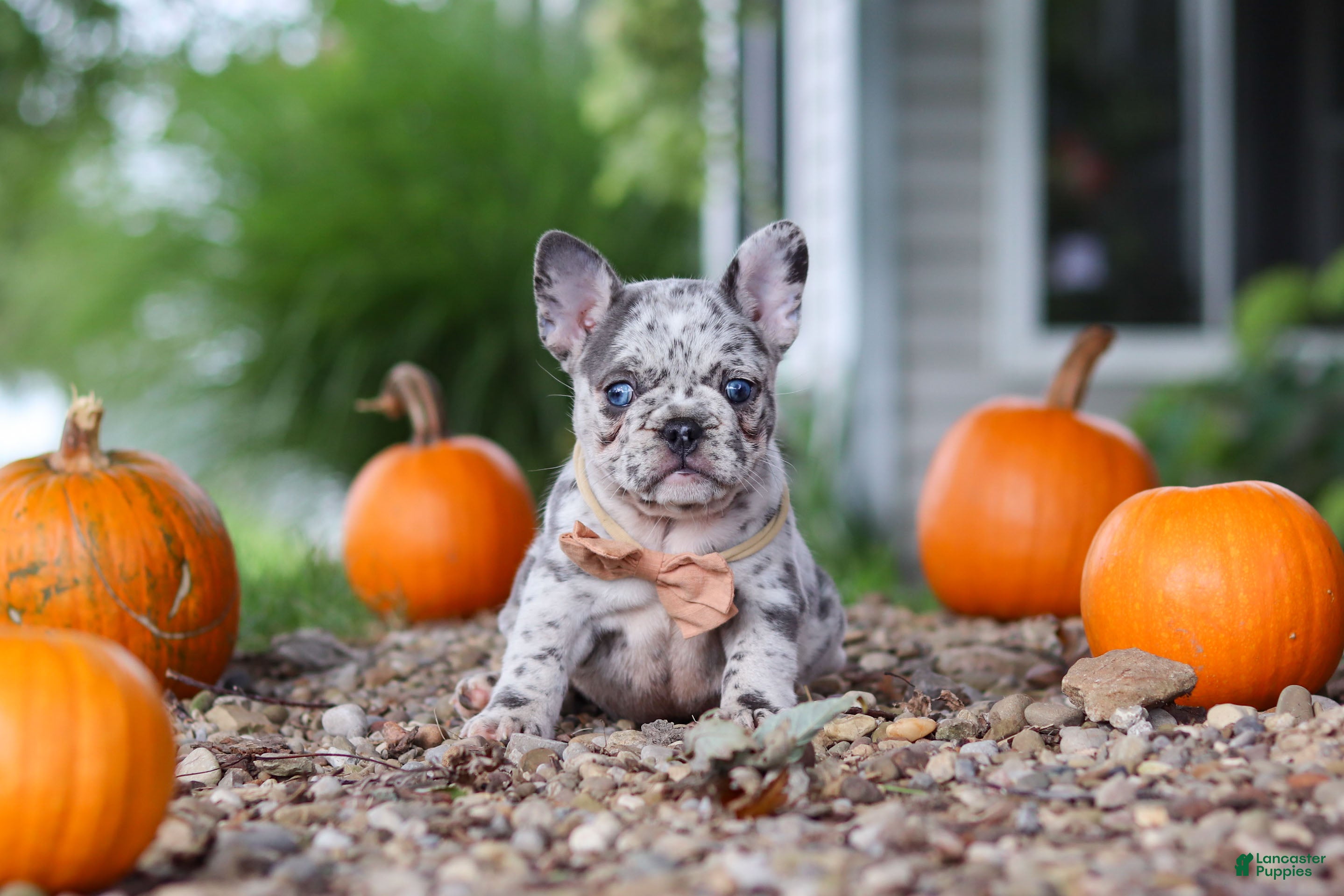 French Bulldog dogs Hope - Ad 2