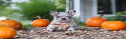 French Bulldog dogs for sale: Hope - Ad 2