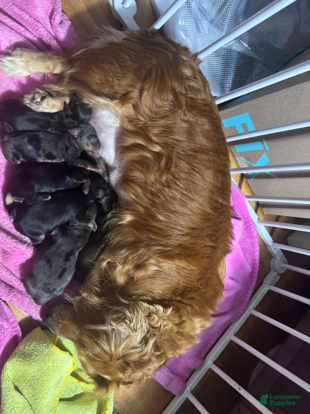 Miniature Dachshund dogs for sale: Miniature Dachshund 5 - Ad 1