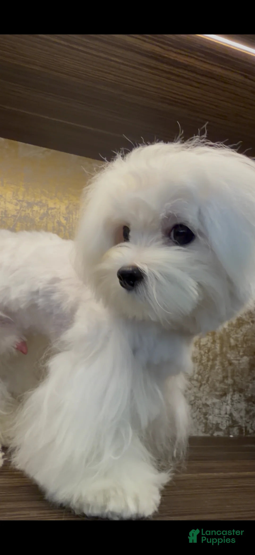 Maltese dogs for sale: Tobi - Ad 10