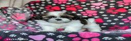 Shih Tzu dogs for sale: Molasses - Ad 4