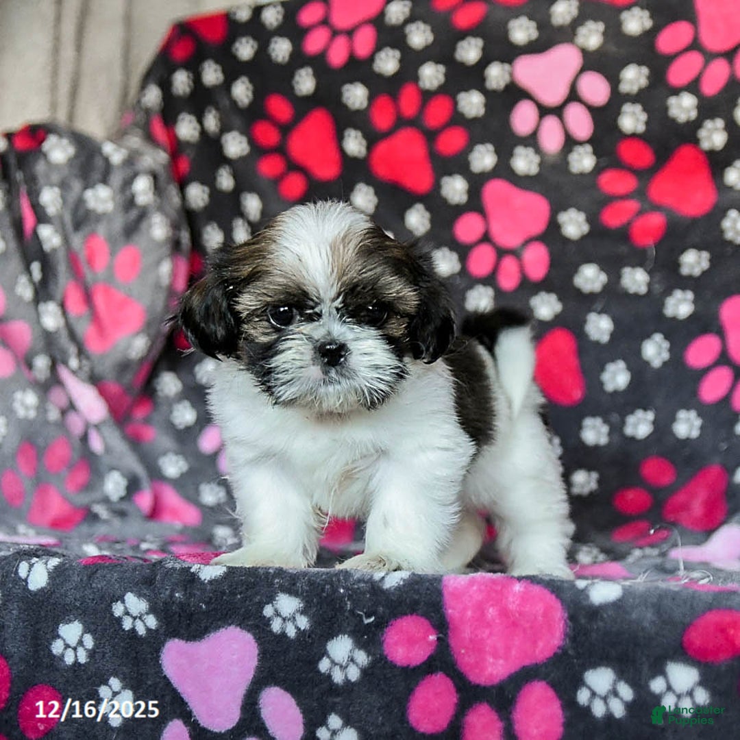 Shih Tzu dogs for sale: Molasses - Ad 4