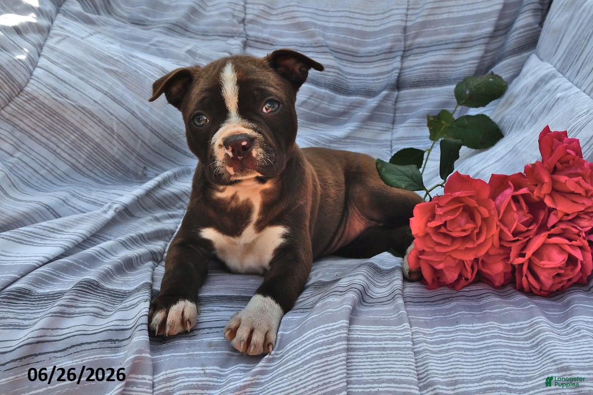 Boston Terrier dogs Jane Red and White - Ad 1