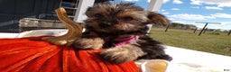 Yorkshire Terrier dogs for sale: Yorkshire Terrier Puppy 1 Celeste - Ad 2