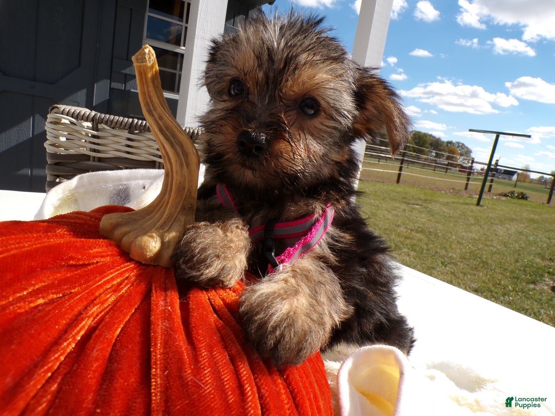 Yorkshire Terrier dogs for sale: Yorkshire Terrier Puppy 1 Celeste - Ad 2