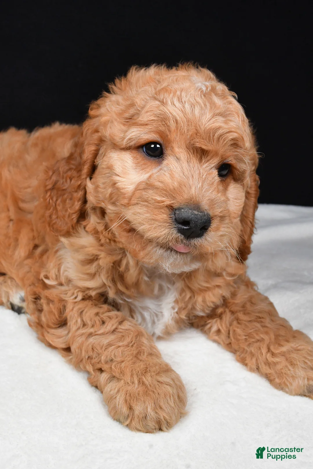 Goldendoodle dogs for sale: Griffin - Ad 2