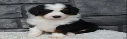 Mini Bernedoodle dogs for sale: Cuddles  - Ad 6