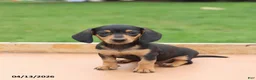 Miniature Dachshund dogs for sale: Lexi  - Ad 3