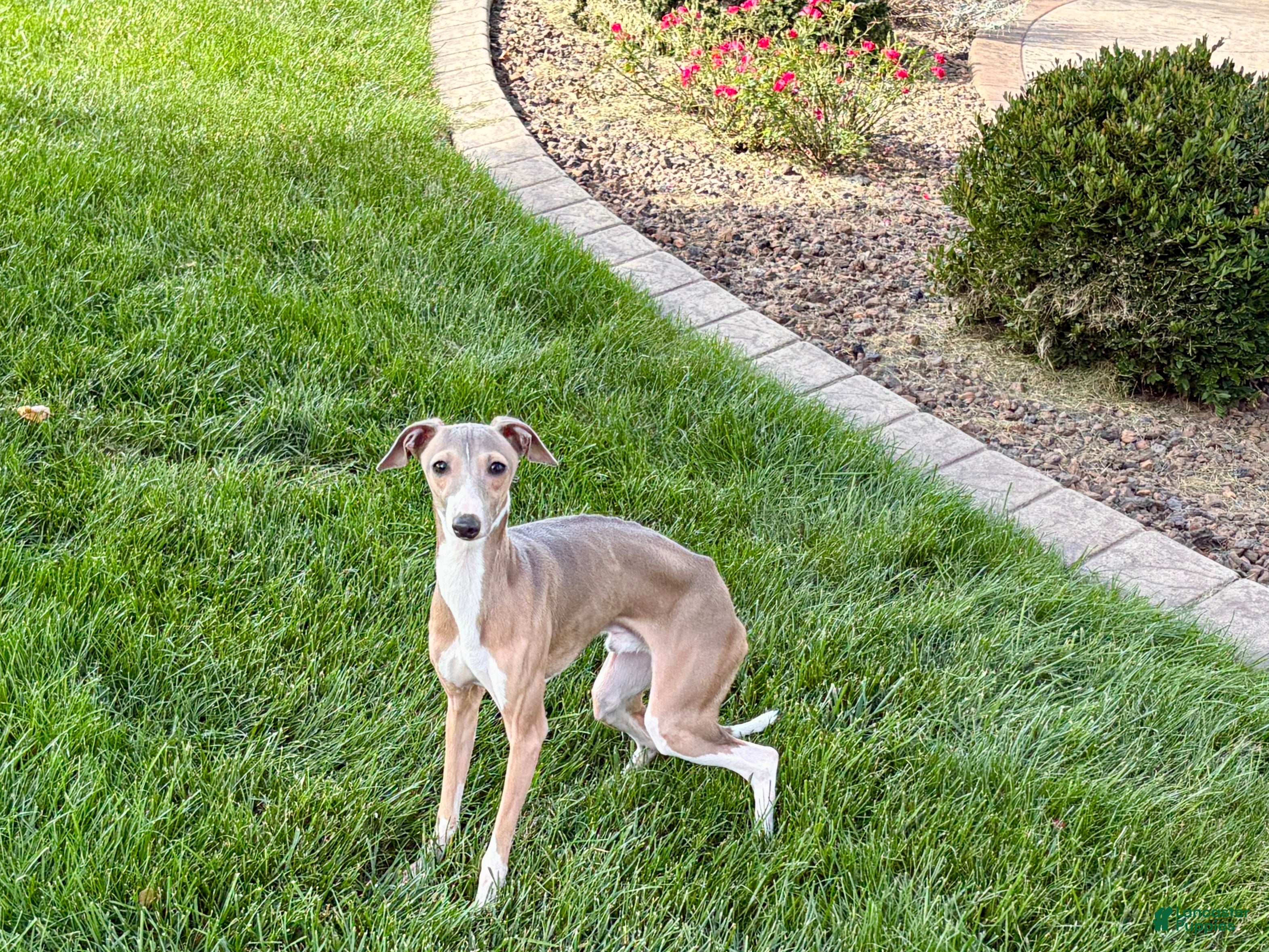 Italian Greyhound dogs for sale: Fawn male Italian Greyhound Puppy 1 - Ad 2