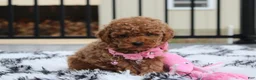 Toy Poodle dogs for sale: Bella - Ad 5