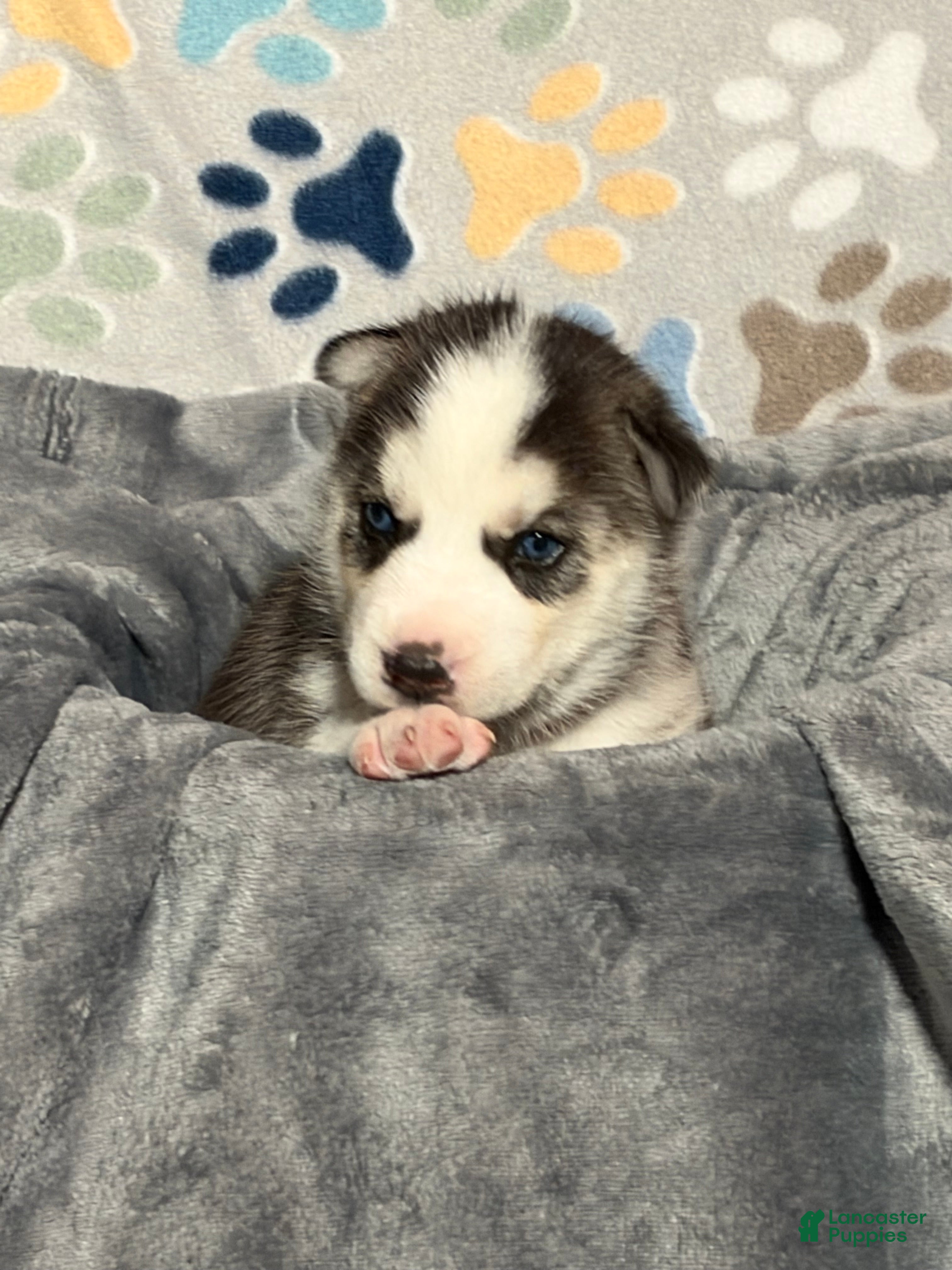 Siberian Husky dogs for sale: Twilight  - Ad 1