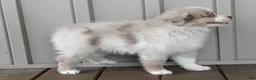 Australian Shepherd dogs for sale: Sparky - Ad 3