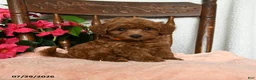 Maltipoo dogs for sale: Steward - Ad 5