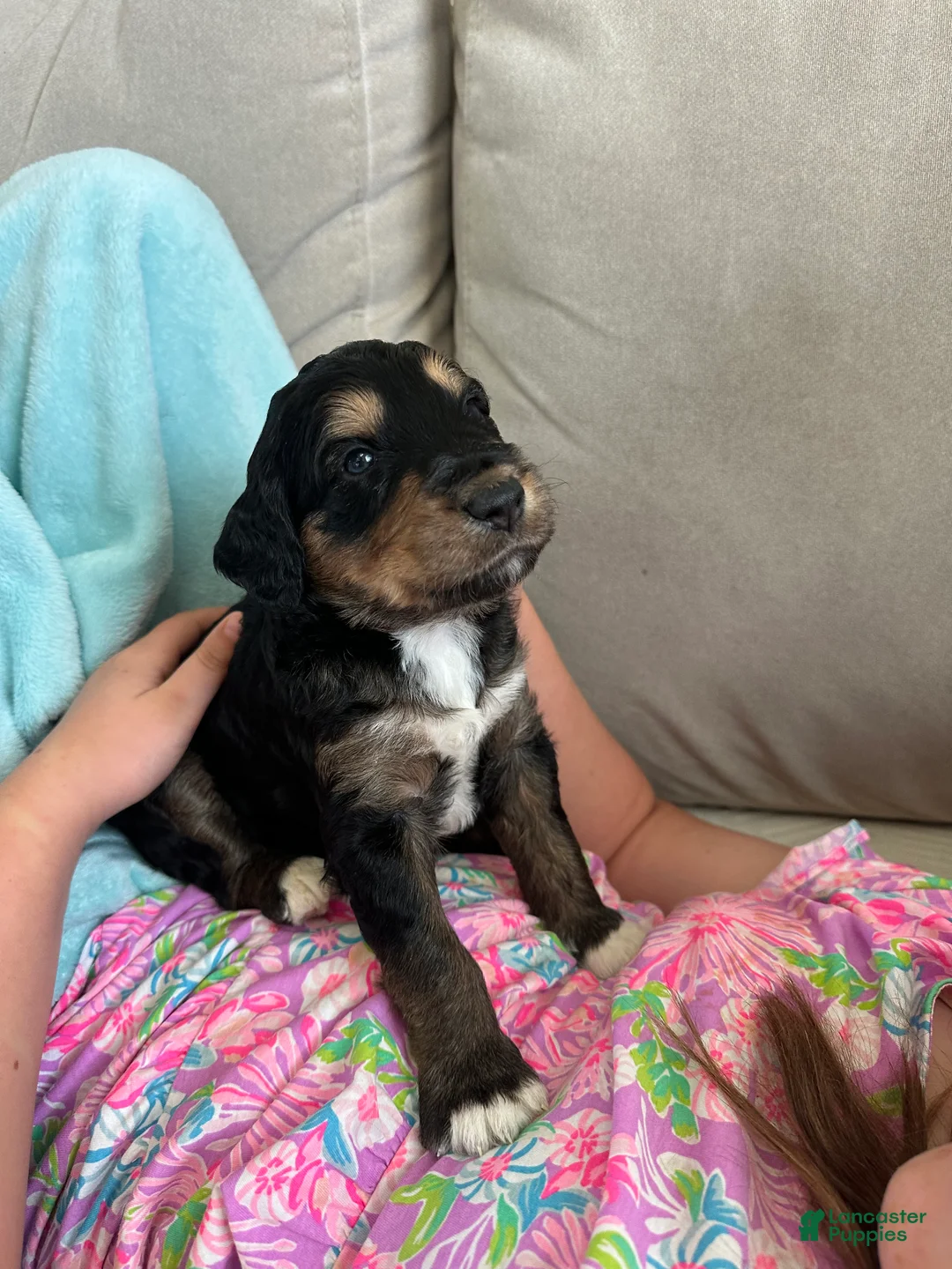 Aussiedoodle dogs for sale: Aussiedoodle Puppy 7 - Ad 1