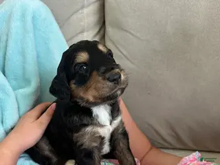 Aussiedoodle dogs Aussiedoodle Puppy 7 - Ad 9