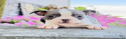 Boston Terrier dogs for sale: Iris - Ad 2