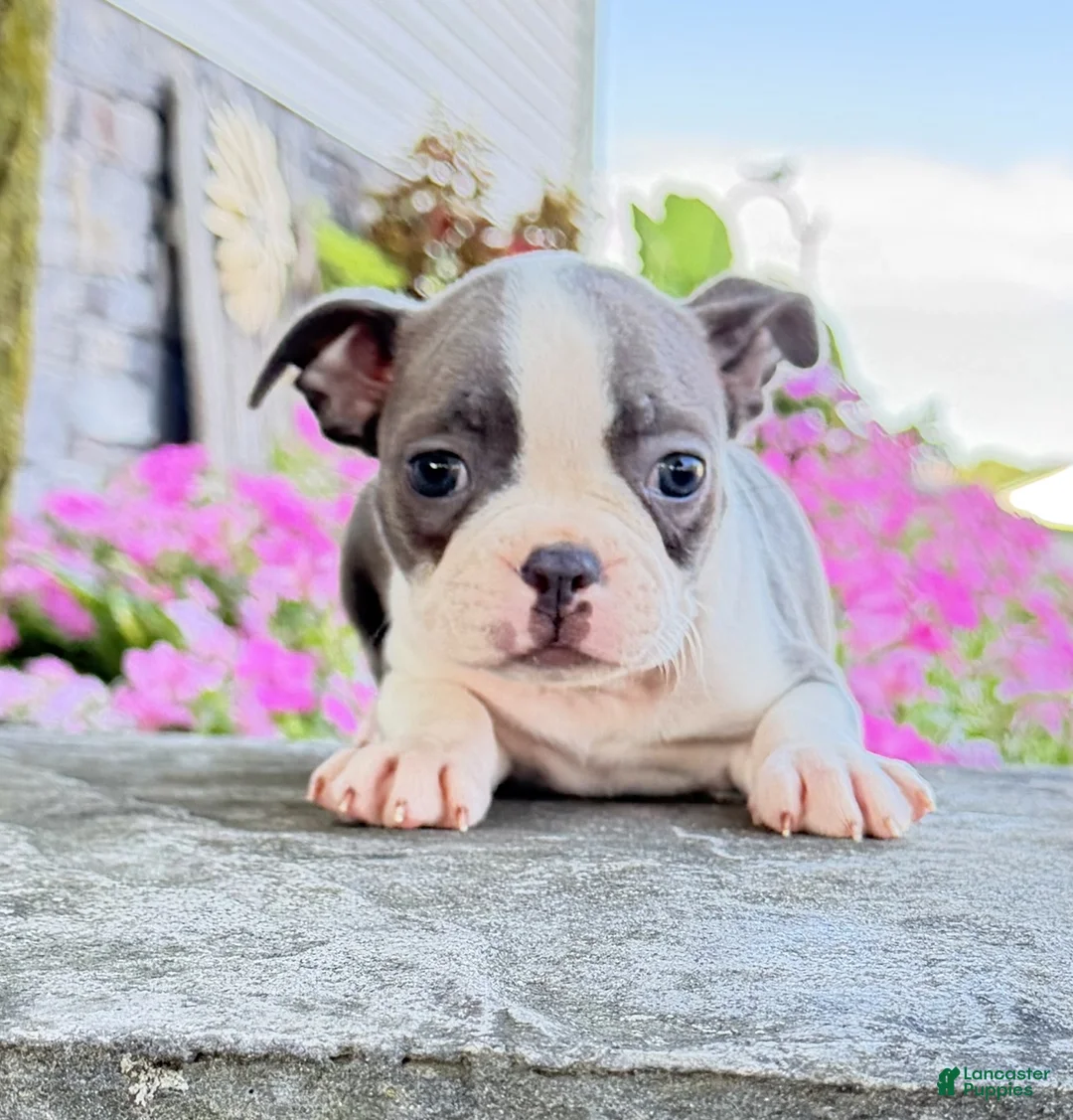Boston Terrier dogs for sale: Iris - Ad 2