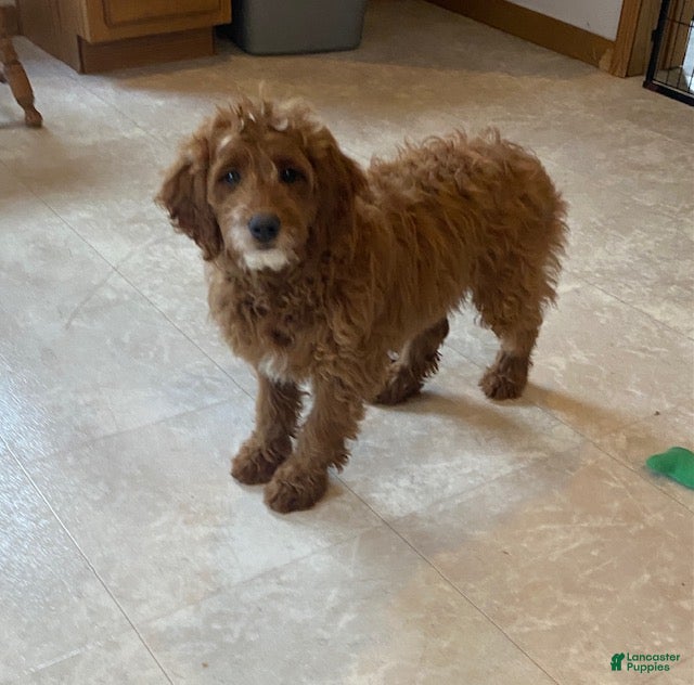 Mini Goldendoodle dogs Chipper - Ad 1