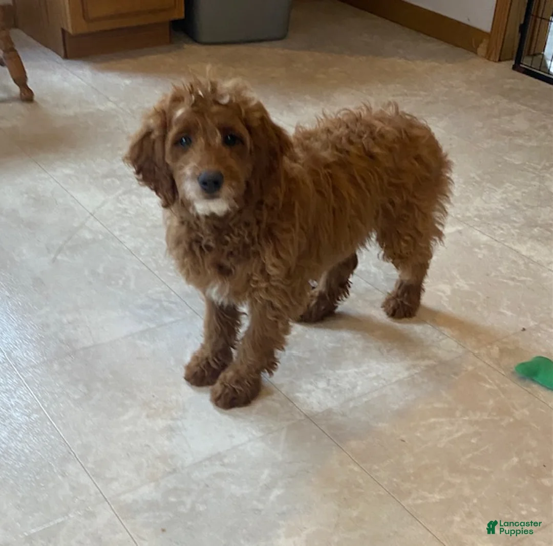 Mini Goldendoodle dogs for sale: Chipper - Ad 1