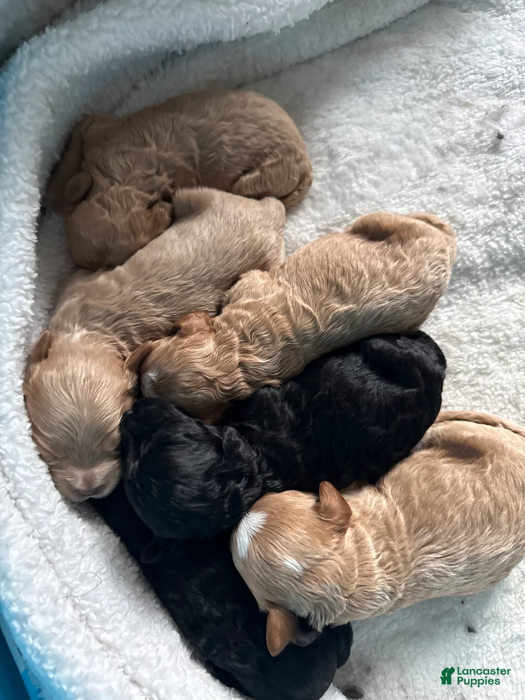 Mixed Breed dogs for sale: Lucky - Ad 4