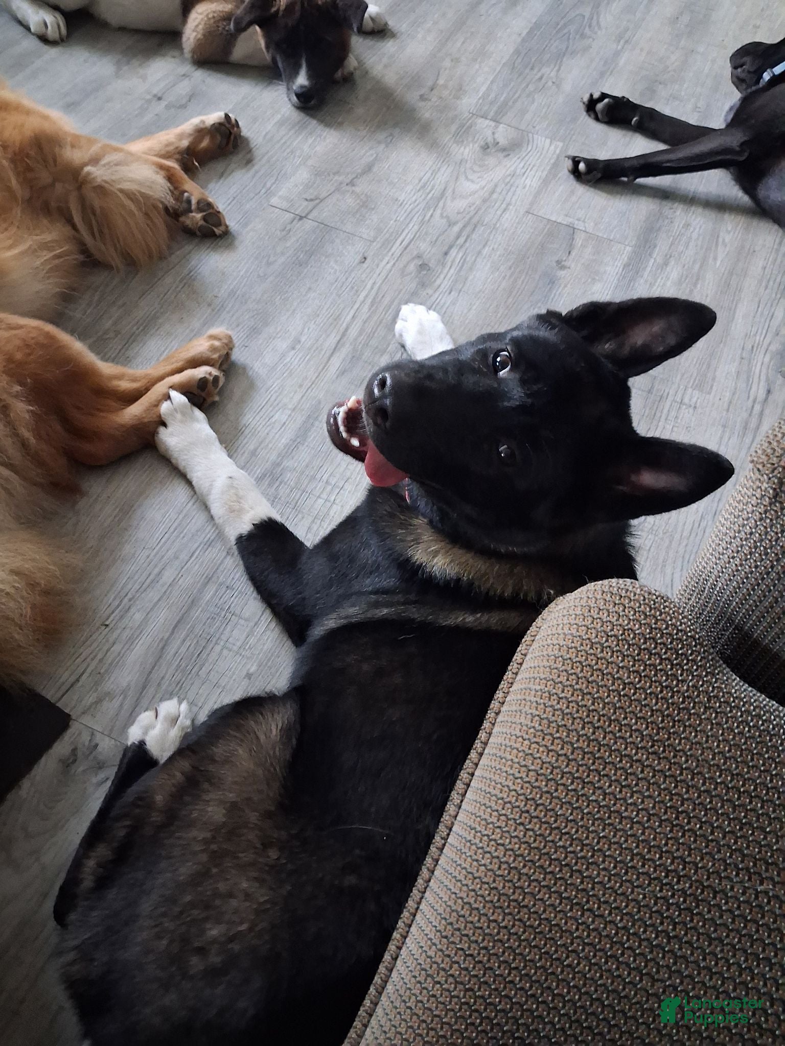 Akita dogs Yuki the Akita! - Ad 13