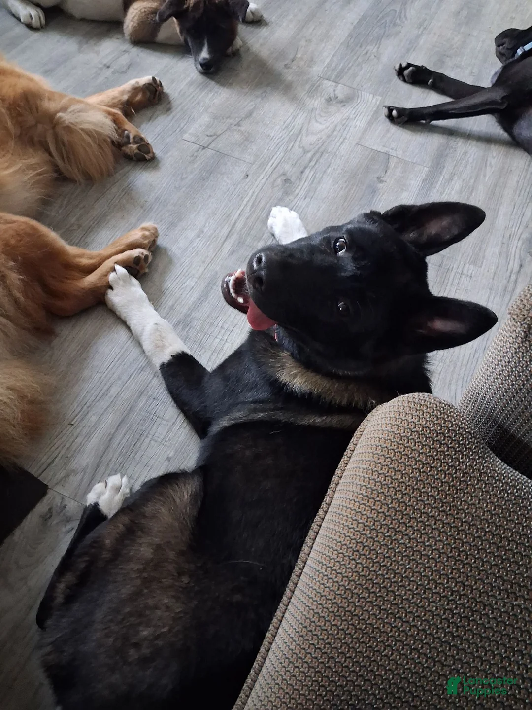 Akita dogs for sale: Yuki the Akita! - Ad 1