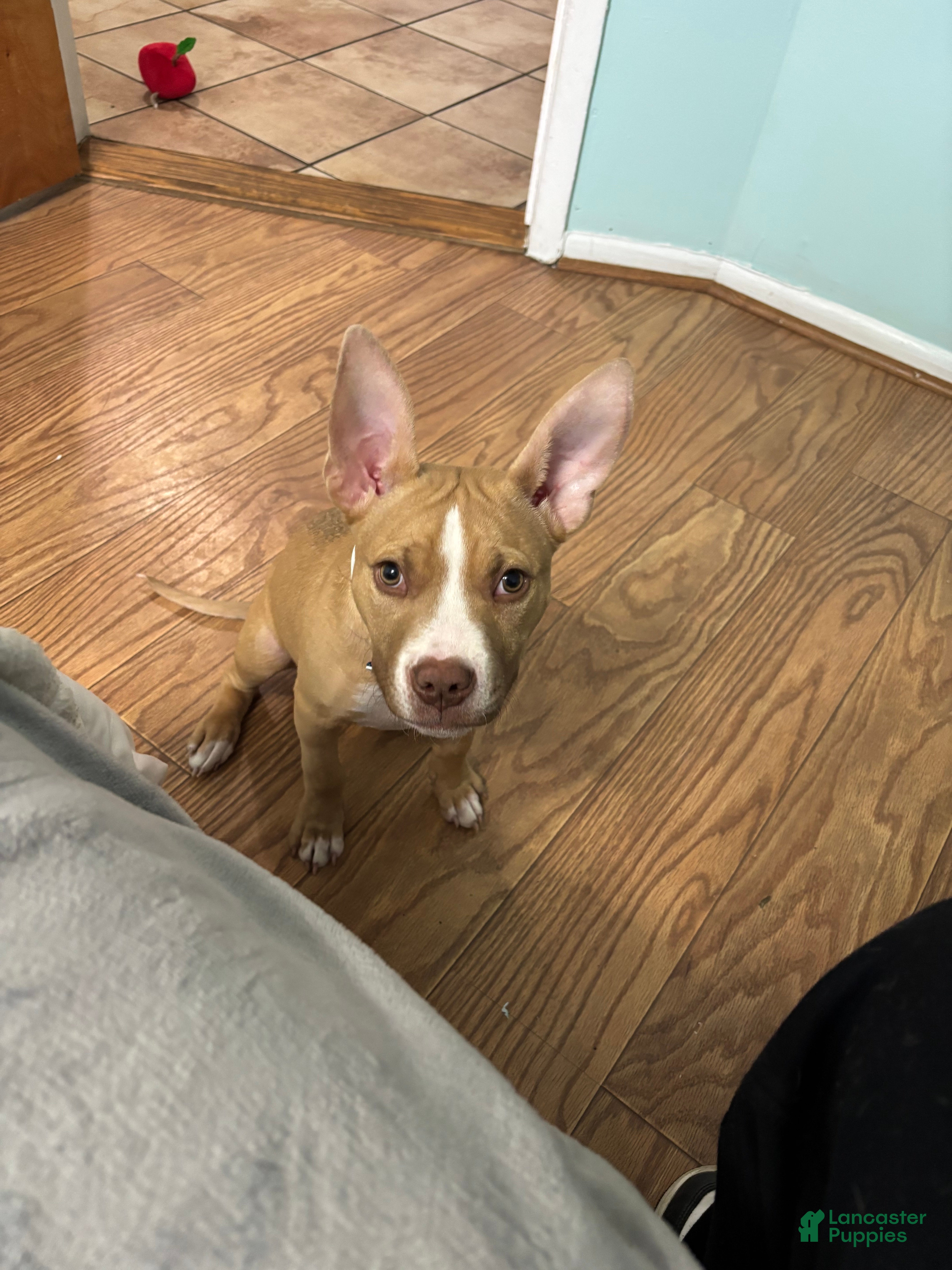 American Pit Bull Terrier dogs American Pit Bull Terrier Puppy 1 - Ad 9