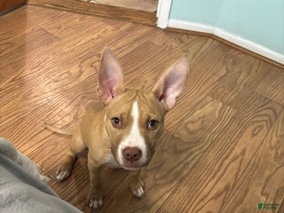 American Pit Bull Terrier dogs American Pit Bull Terrier Puppy 1 - Ad 8