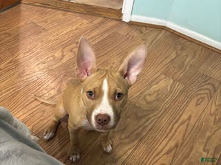 American Pit Bull Terrier dogs American Pit Bull Terrier Puppy 1 - Ad 14