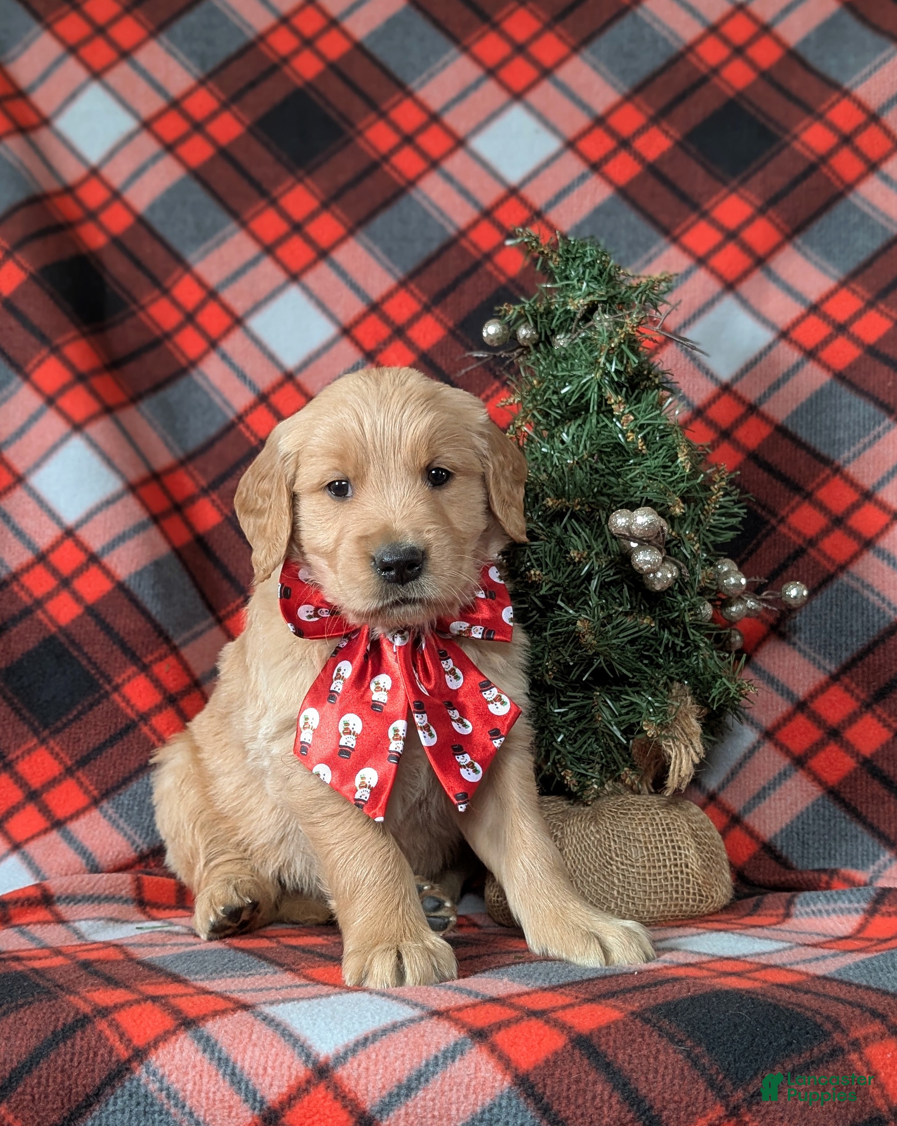 Golden Retriever dogs Boyd - Ad 26