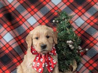 Golden Retriever dogs for sale: Boyd - Ad 4