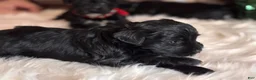 Miniature Schnauzer dogs for sale: Moya - Ad 3