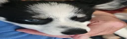 Pomsky dogs for sale: Pomsky 2 - Ad 7