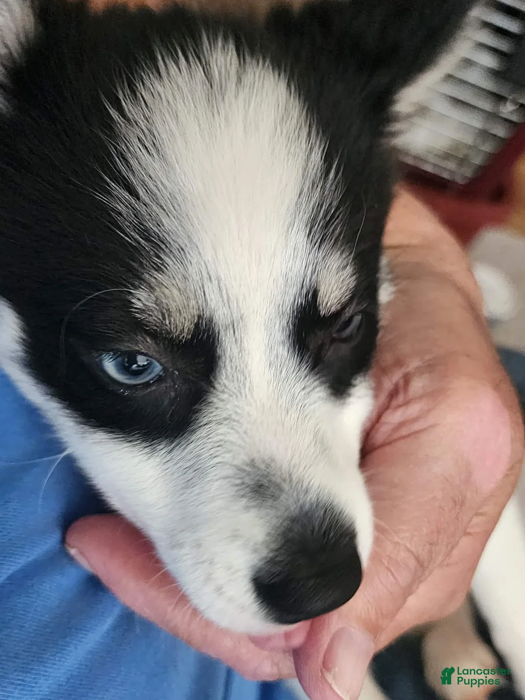 Pomsky dogs for sale: Pomsky 2 - Ad 7