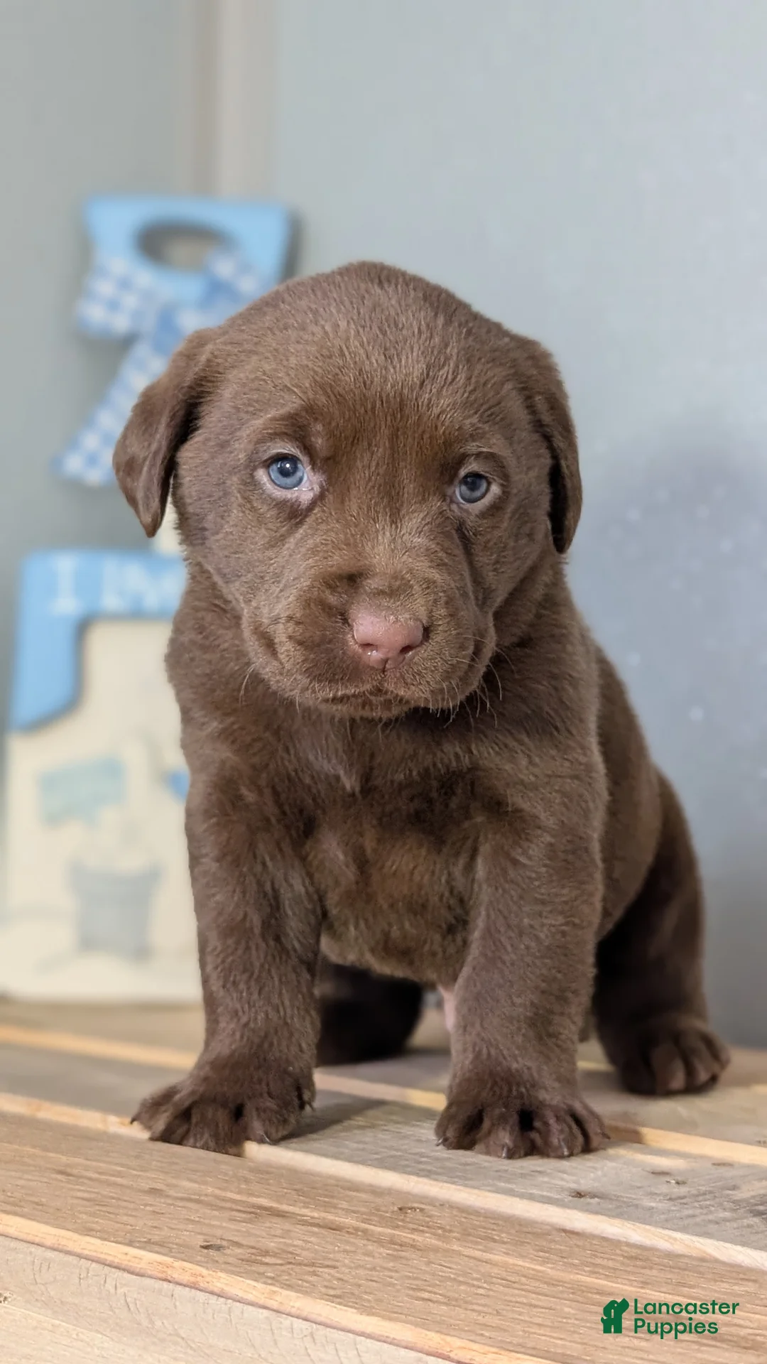 Labrador Retriever dogs for sale: Weston - Ad 6