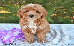 Mini Goldendoodle dogs for sale: Sandra - Image 6