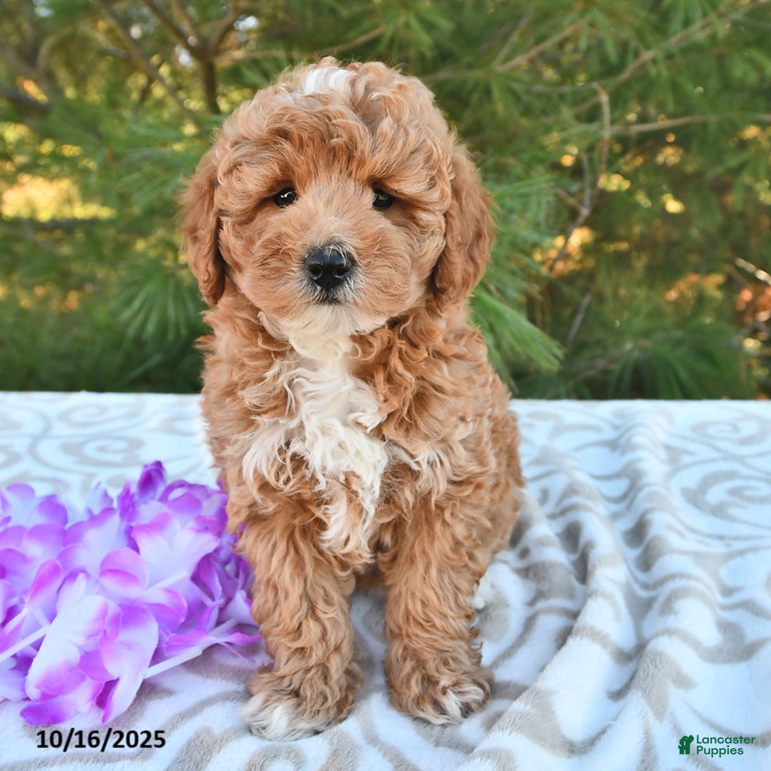 Mini Goldendoodle dogs for sale: Sandra - Image 6