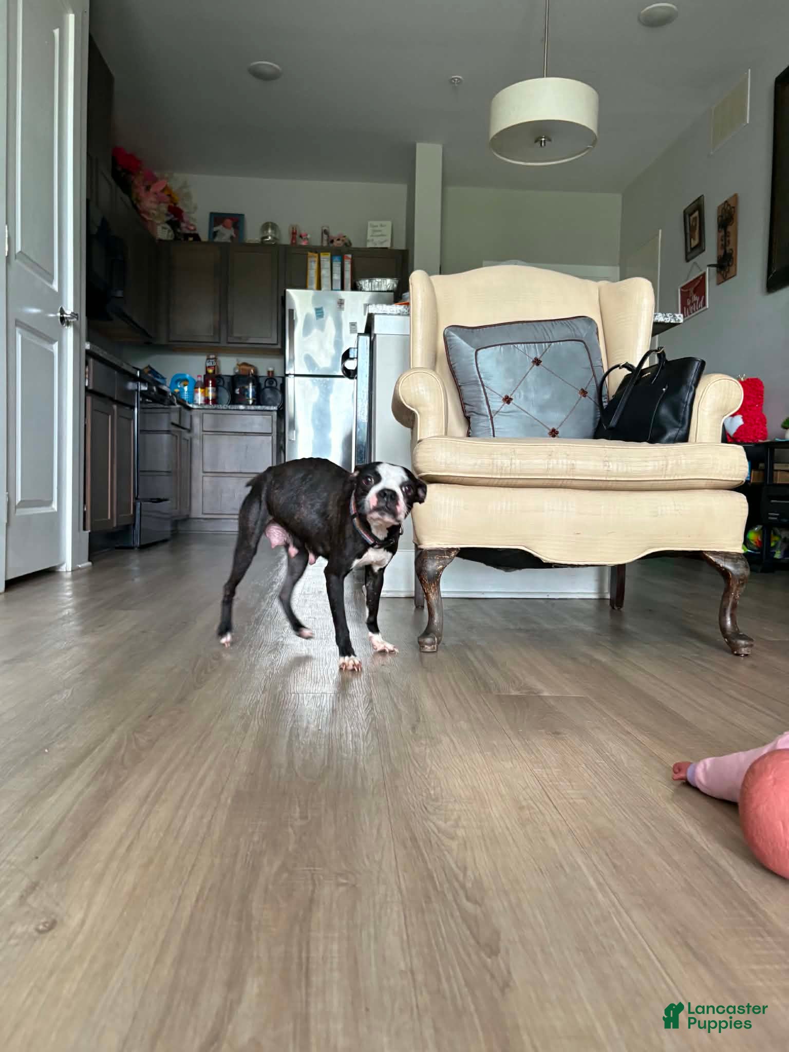 Boston Terrier dogs for sale: Boston Terrier Puppy 1 - Ad 6
