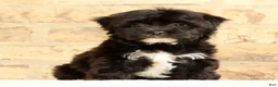 Yochon dogs for sale: Oreo - Ad 4
