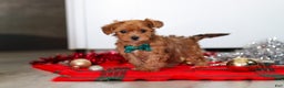 Yorkiepoo dogs for sale: Archie - Ad 1