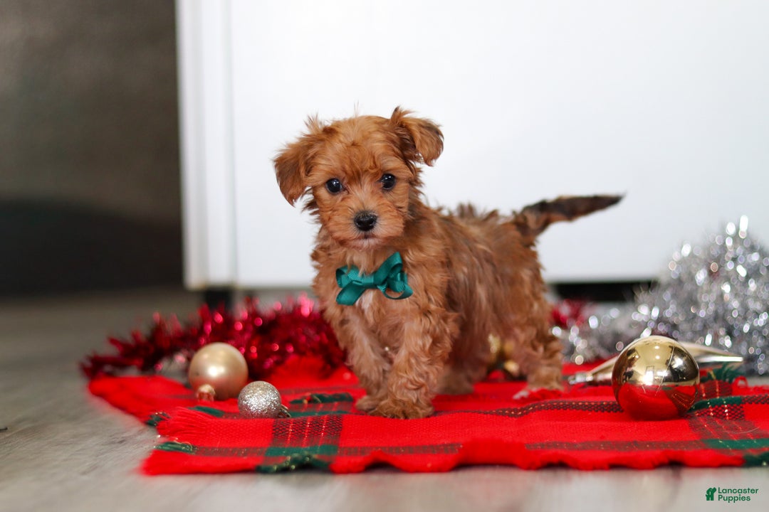 Yorkiepoo dogs for sale: Archie - Ad 1