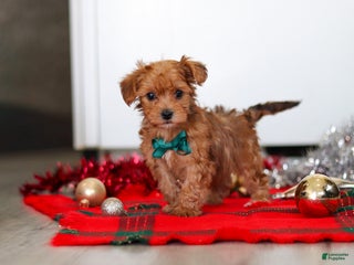 Yorkiepoo dogs Archie - Ad 5
