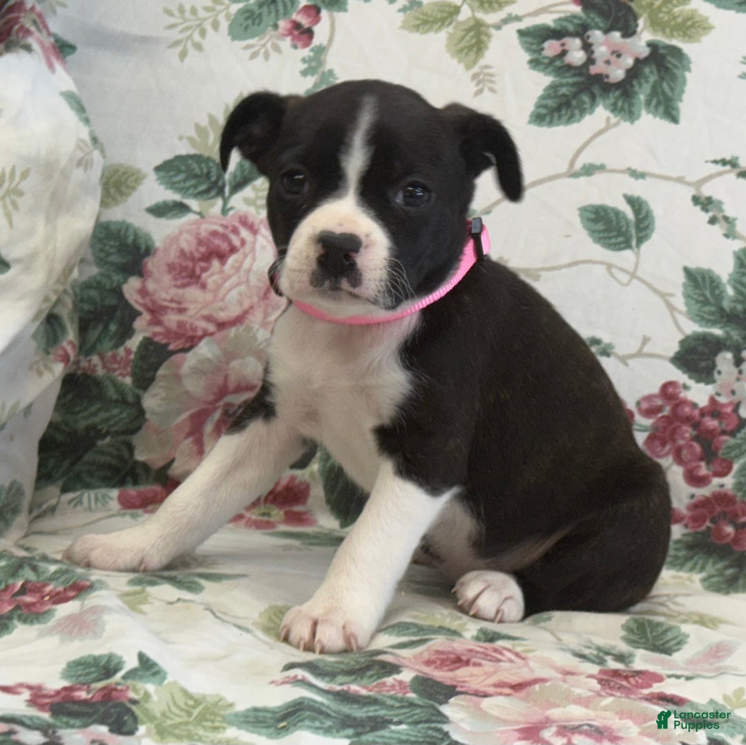 Mixed Breed dogs for sale: Mia - Ad 8