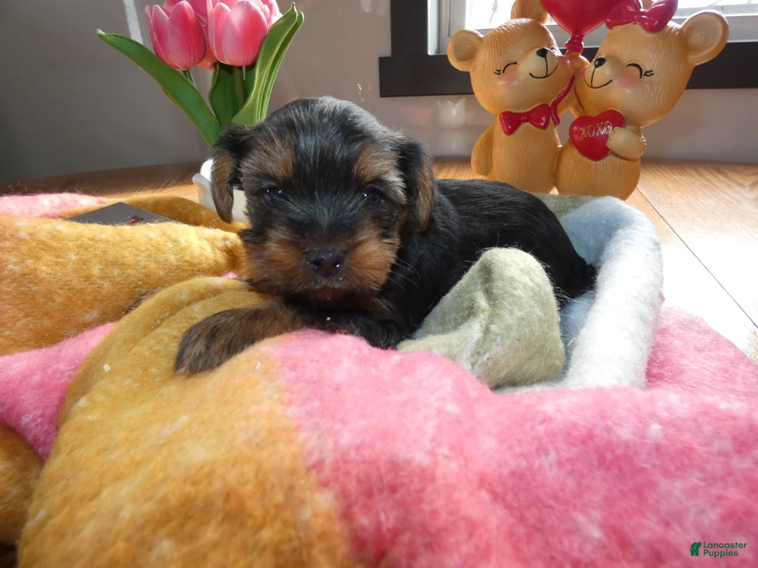 Yorkshire Terrier dogs for sale: Yorkshire Terrier Puppy 2 - Ad 2