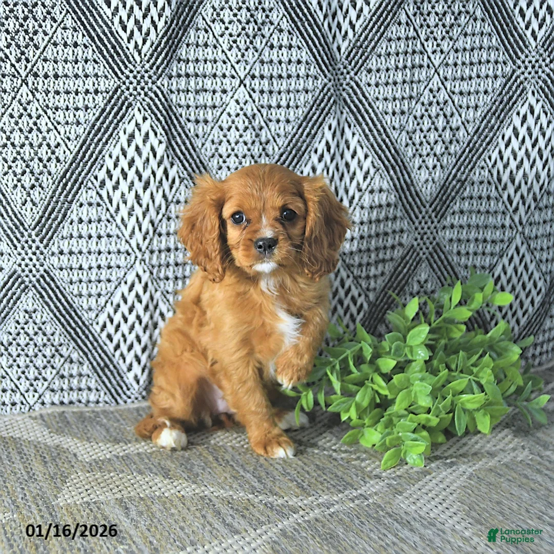 Cavalier King Charles Spaniel dogs for sale: Arya - Ad 2