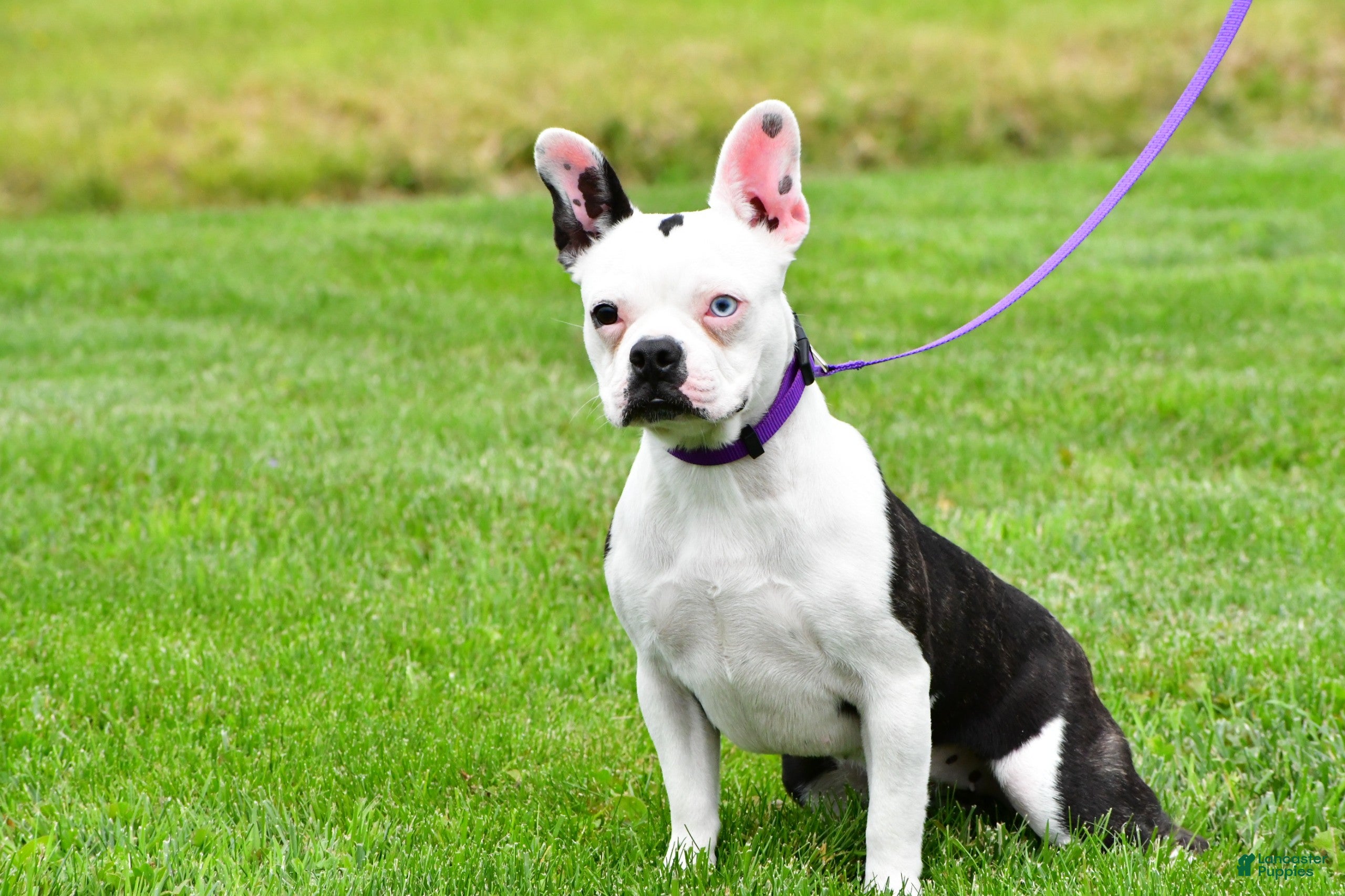 Frenchton dogs Nova - Ad 39