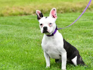 Frenchton dogs Nova - Ad 38