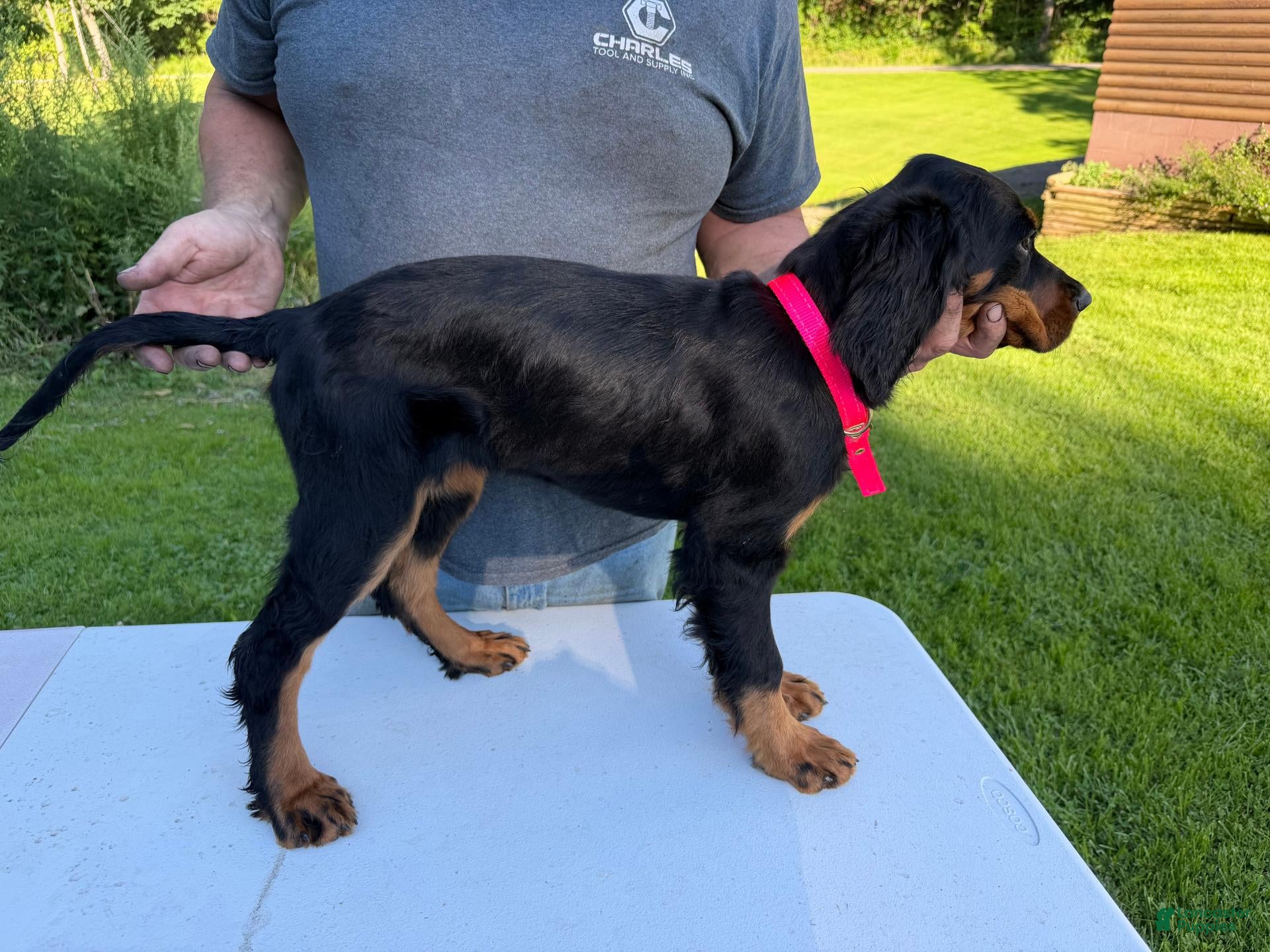 Gordon Setter dogs Pink Girl - Ad 1