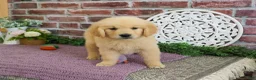 Golden Retriever dogs for sale: Gabriella - Ad 3