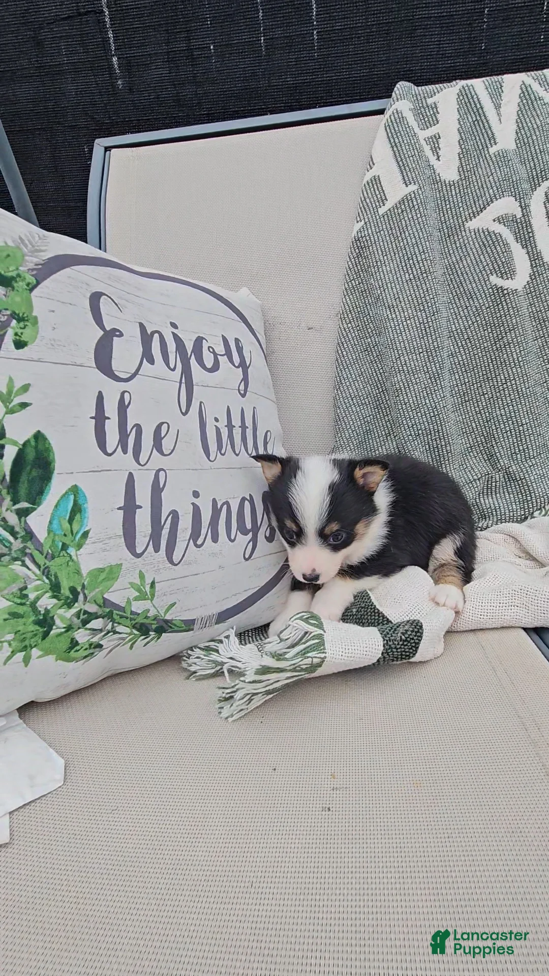 Mixed Breed dogs for sale: Rooster - Ad 6